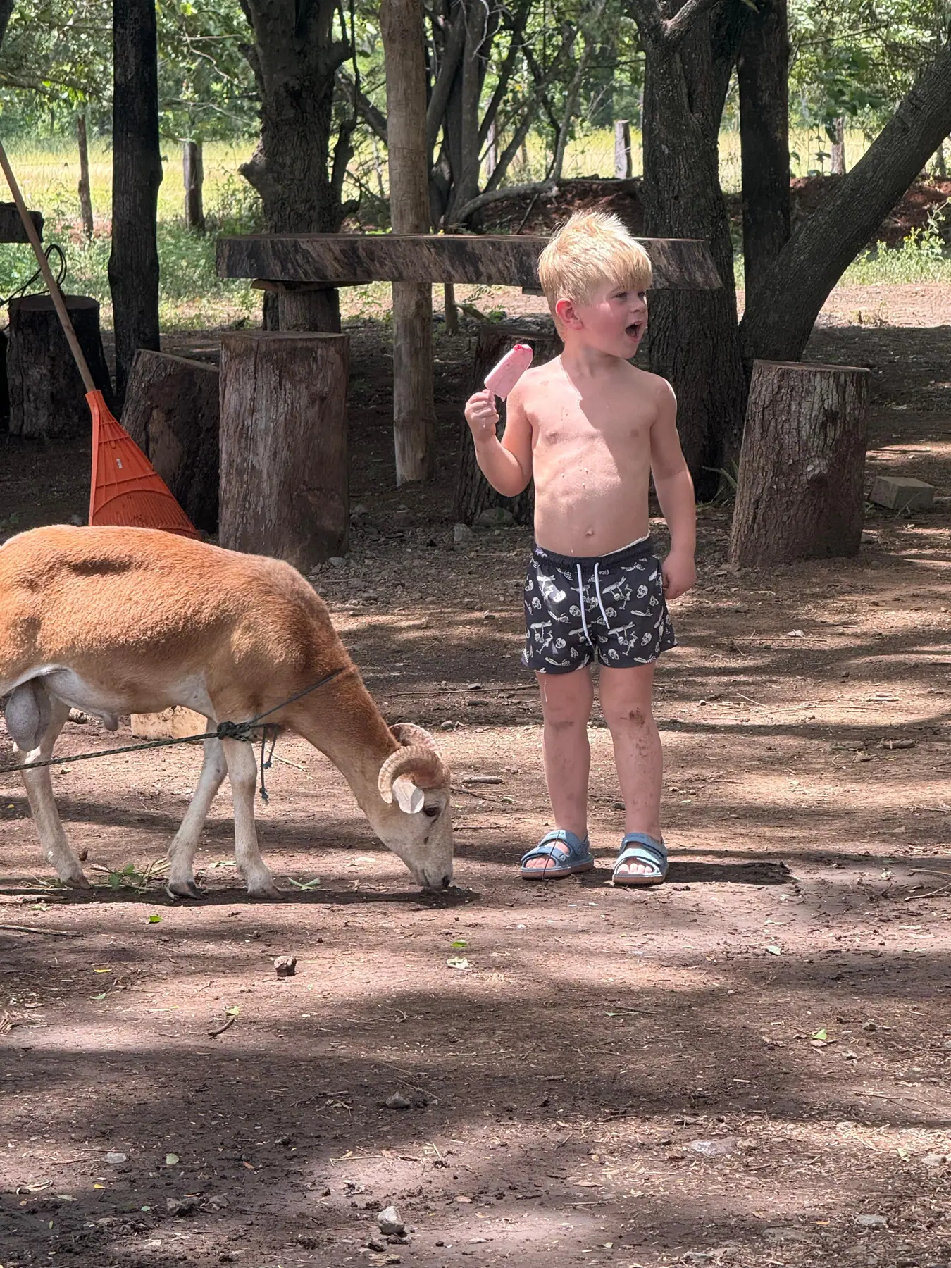 Kids meeting the farm animals at JYS base camp
