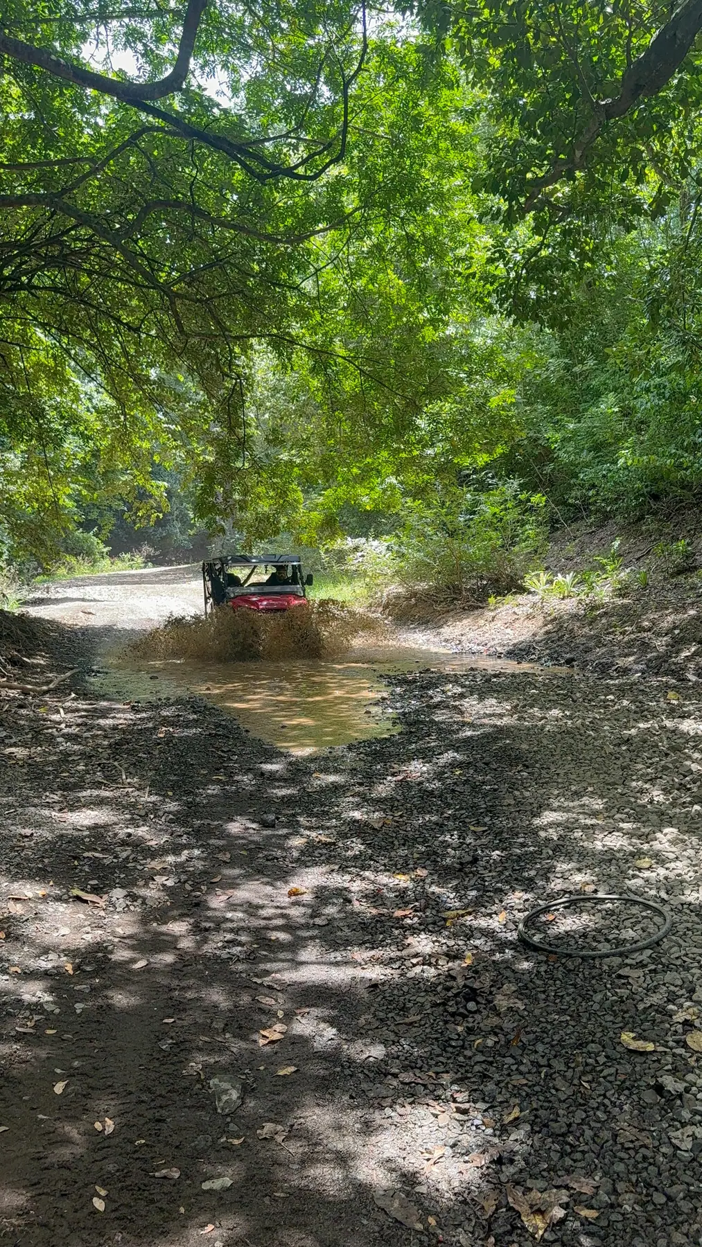 UTV side by side riding under the Guanacaste tree canopy