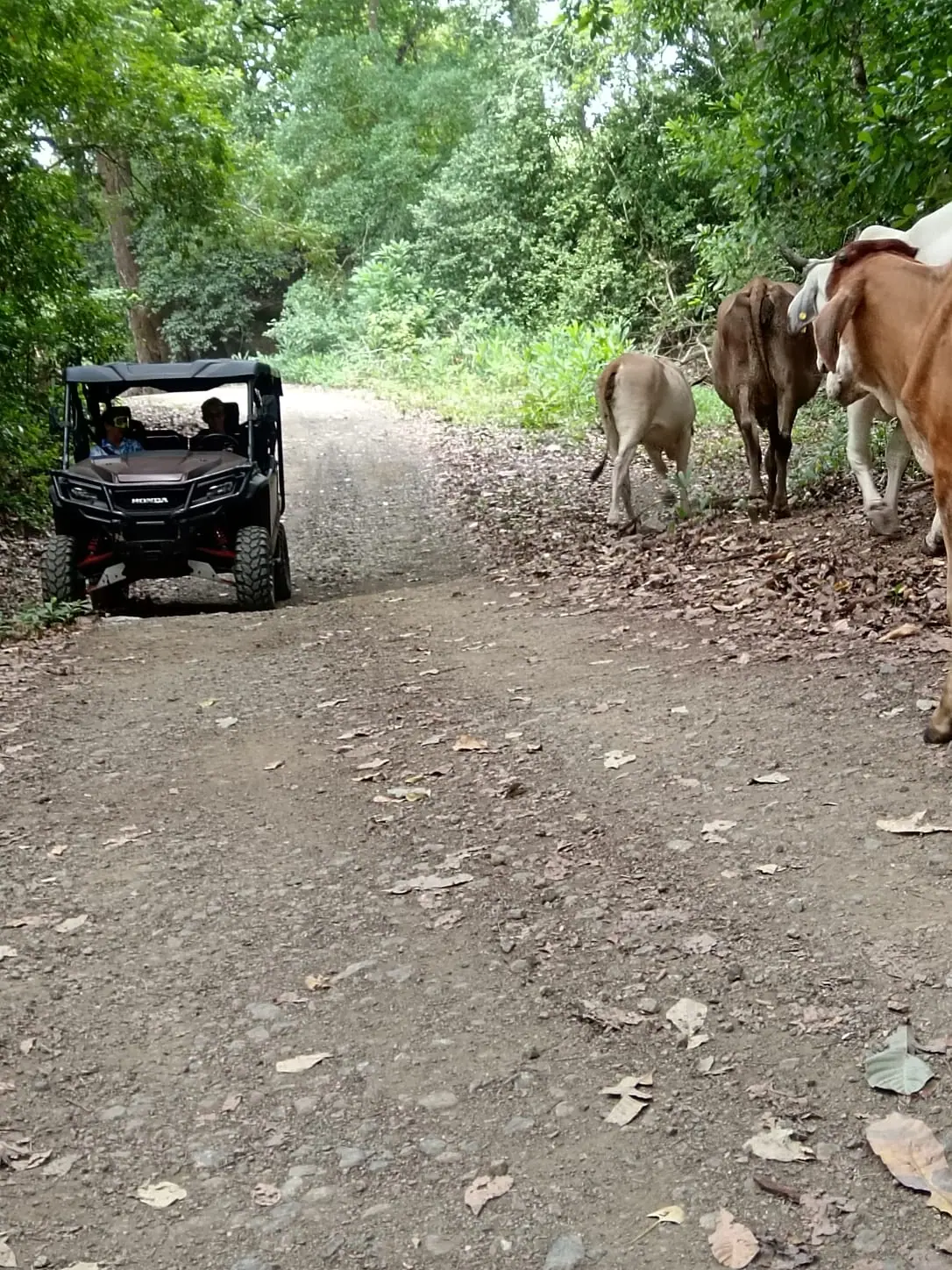 UTV + Cabalgata